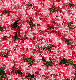Proven Winners Verbena Superbena Cherryburst PW 3.5 in