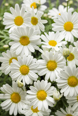 Proven Winners Argyrathemum Pure White Butterfly PW 4in Marguerite Daisy