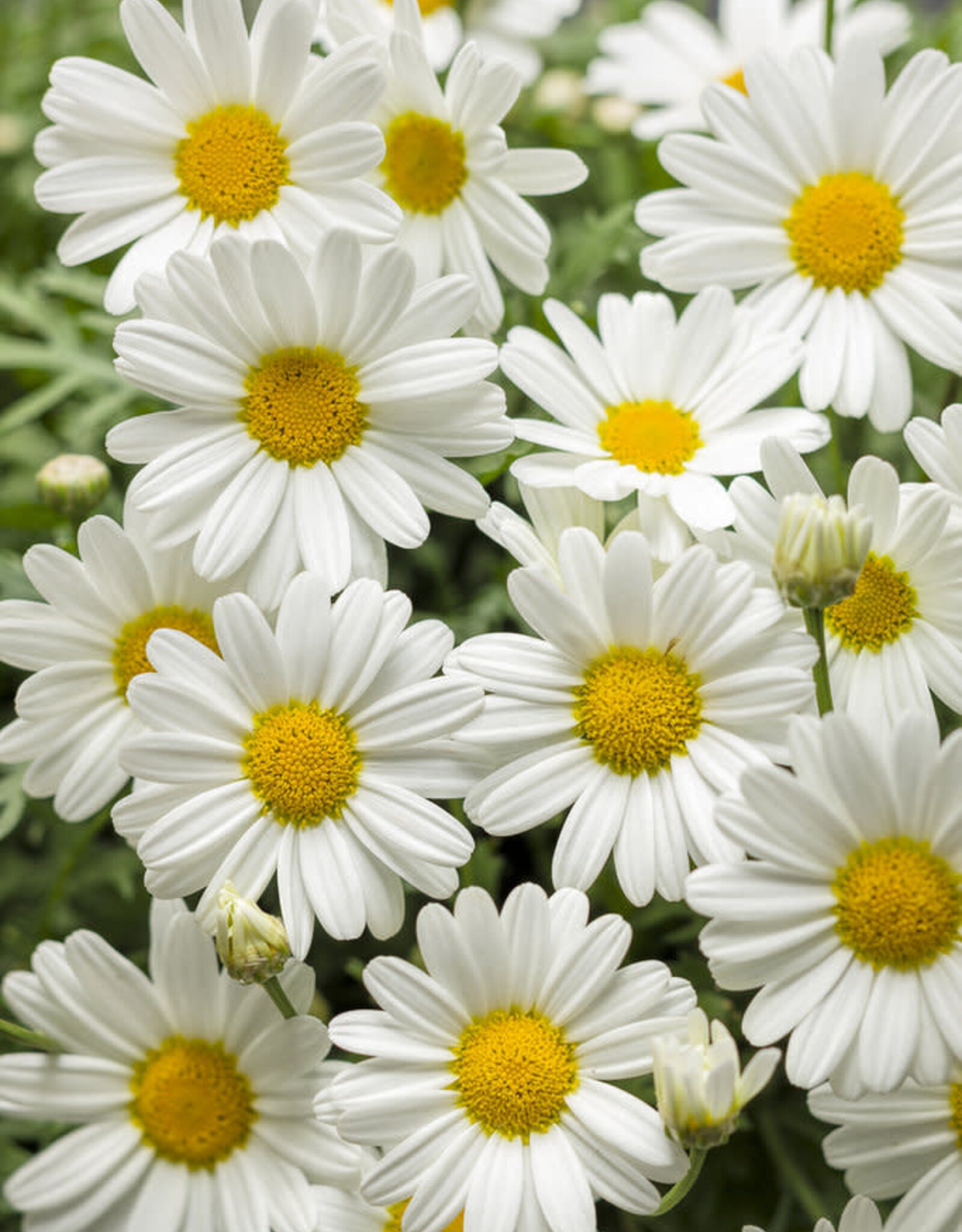 Proven Winners Argyrathemum Pure White Butterfly PW 4in Marguerite Daisy