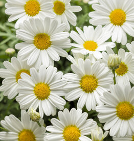 Proven Winners Argyrathemum Pure White Butterfly PW 4in Marguerite Daisy