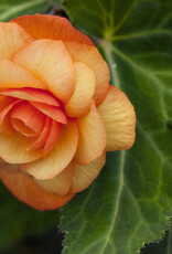Begonia Illumination Apricot Shades for Shady Side