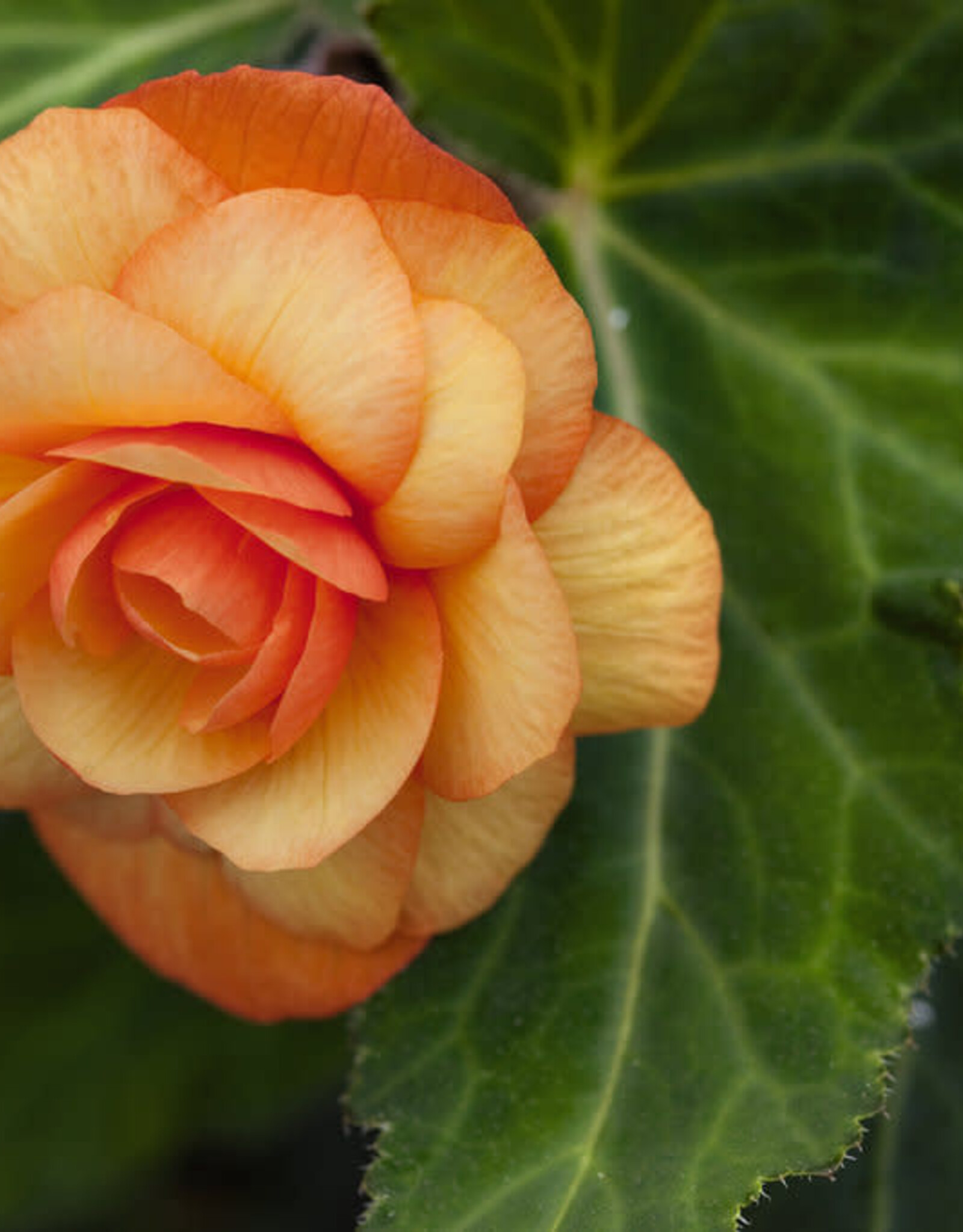 Begonia Illumination Apricot Shades for Shady Side