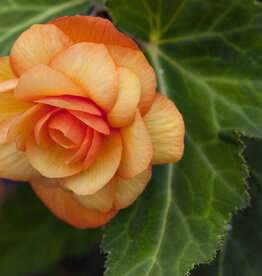 Begonia Illumination Apricot Shades for Shady Side