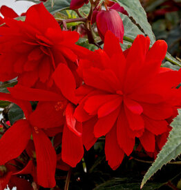 Four Stars Begonia Funky Orange PW 4in