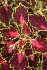 Proven Winners Coleus ColorBlaze® Cherry Drop 5.5- Plectranthus