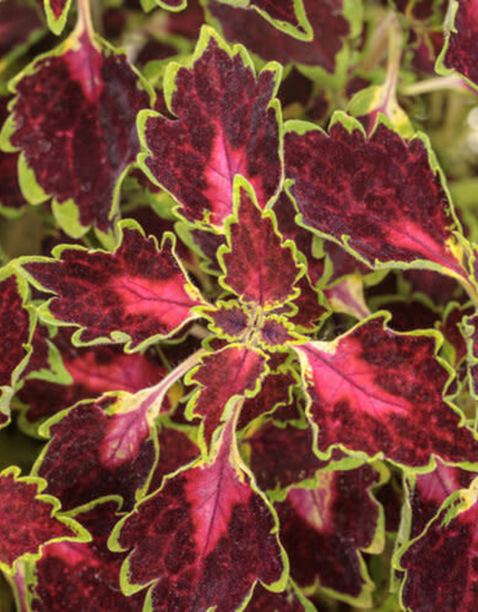 Proven Winners Coleus ColorBlaze® Cherry Drop 5.5- Plectranthus