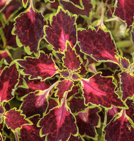 Proven Winners Coleus ColorBlaze® Cherry Drop 5.5- Plectranthus