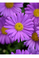 Fessler Brachyscome angustifolia Fresco Purple 3.5in