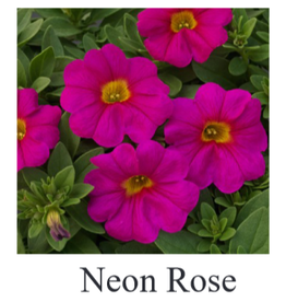 Fessler Petchoa SuperCal Neon Rose 3.5in