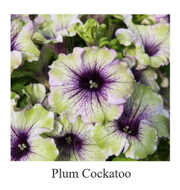 Fessler Petunia Amazonas Plum Cockatoo 3.5in