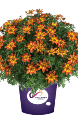 Fessler Bidens Blazing™ Embers 3.5 in