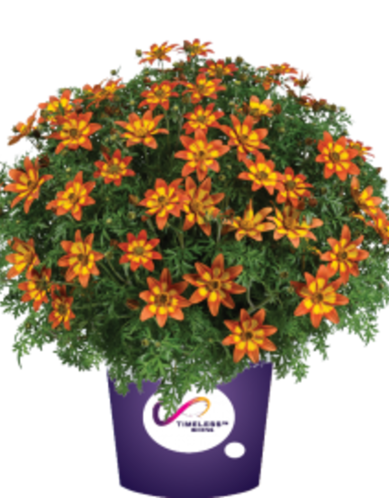 Fessler Bidens Blazing™ Embers 3.5 in