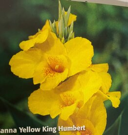DeVroomen Canna green leaved Yellow King Humbert 1/pk