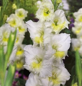 DeVroomen Gladiolus Break O'Dawn 10 corms/bag