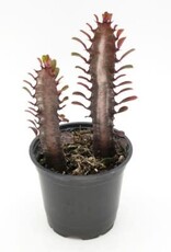 Cascade Tropicals Euphorbia trigona 'Rubra' 4in African Milk Tree