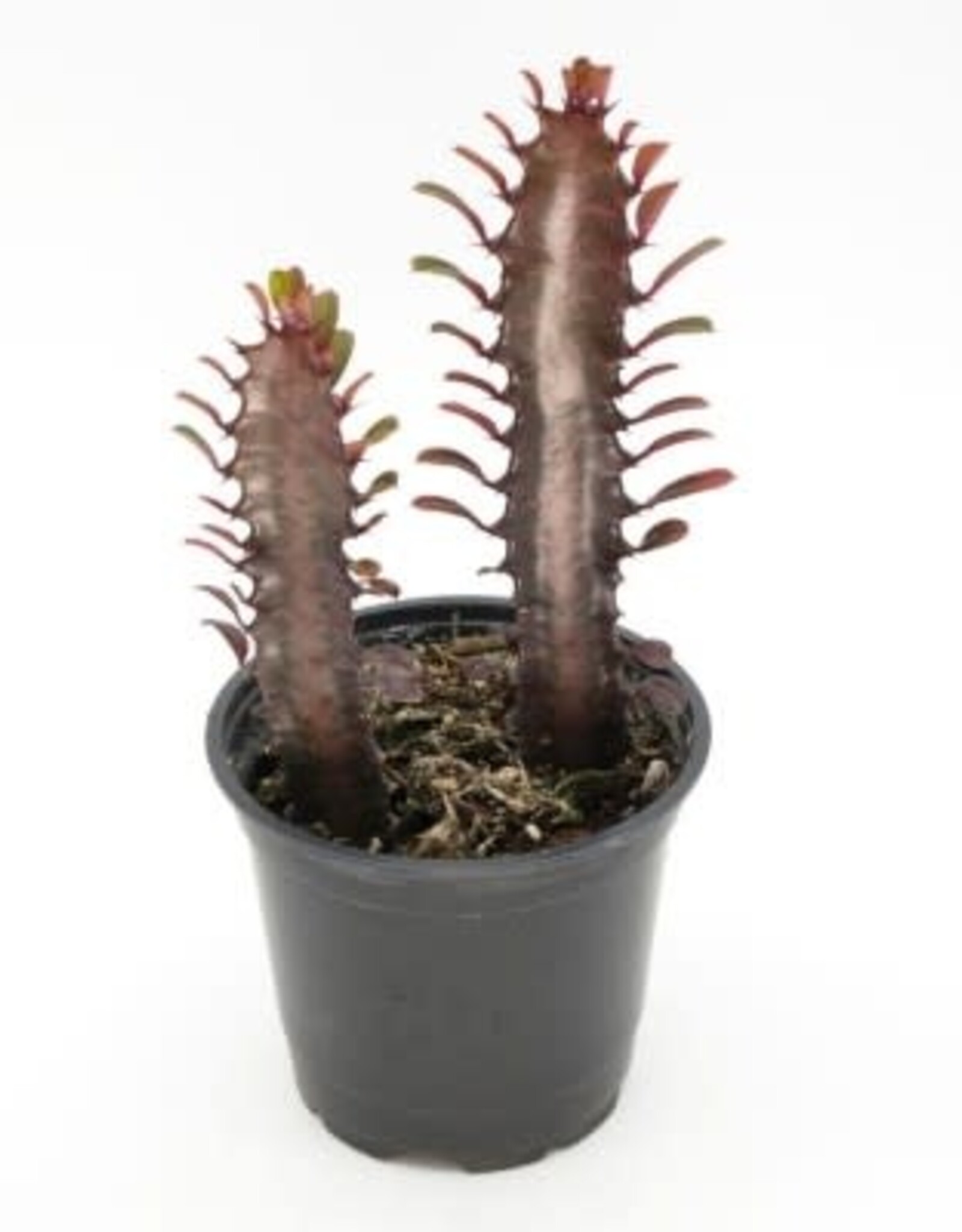 Cascade Tropicals Euphorbia trigona 'Rubra' 4in African Milk Tree