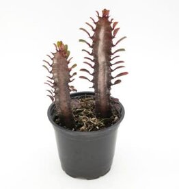 Cascade Tropicals Euphorbia trigona 'Rubra' 4in African Milk Tree