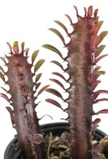 Cascade Tropicals Euphorbia trigona 'Rubra' 4in African Milk Tree