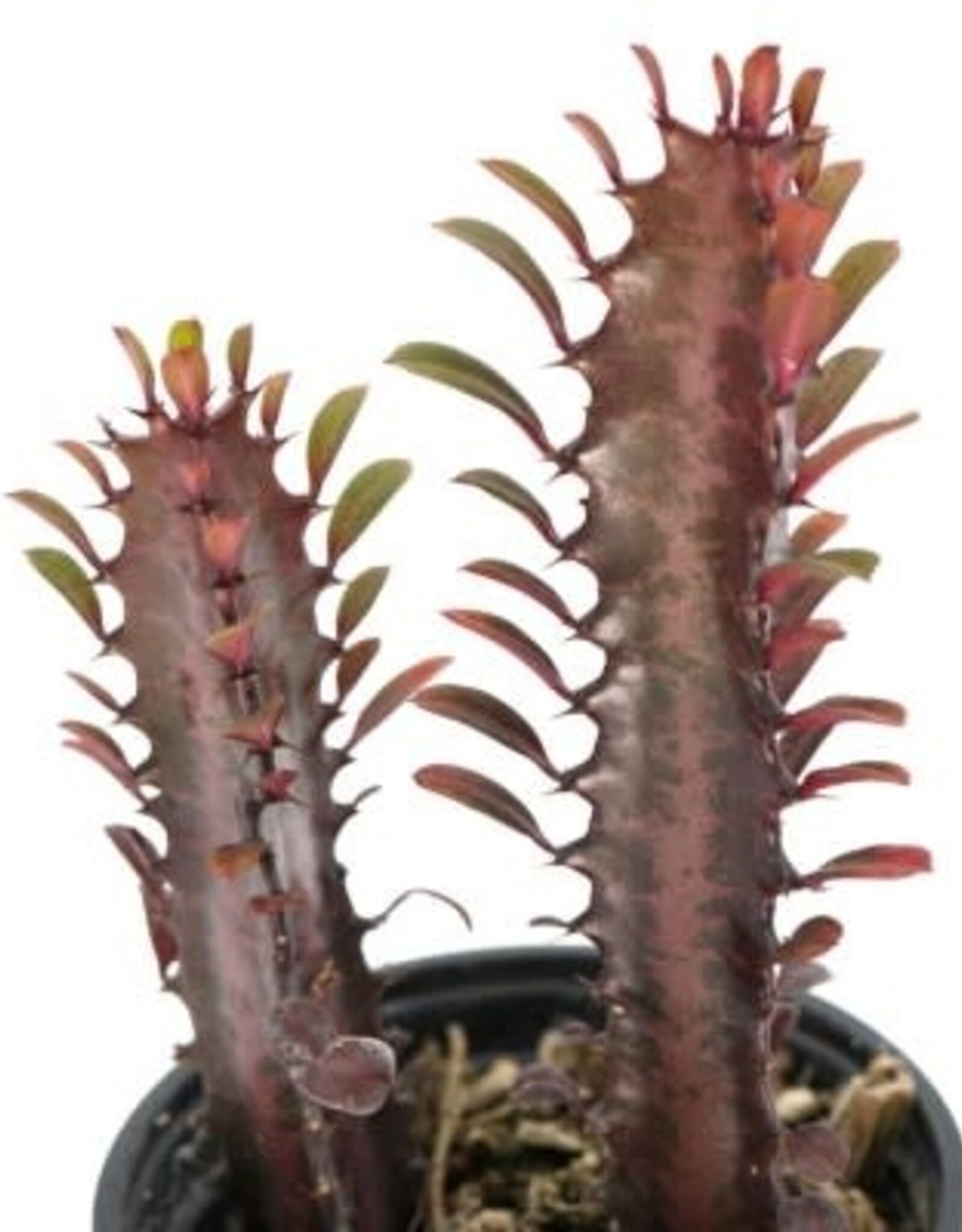 Cascade Tropicals Euphorbia trigona 'Rubra' 4in African Milk Tree