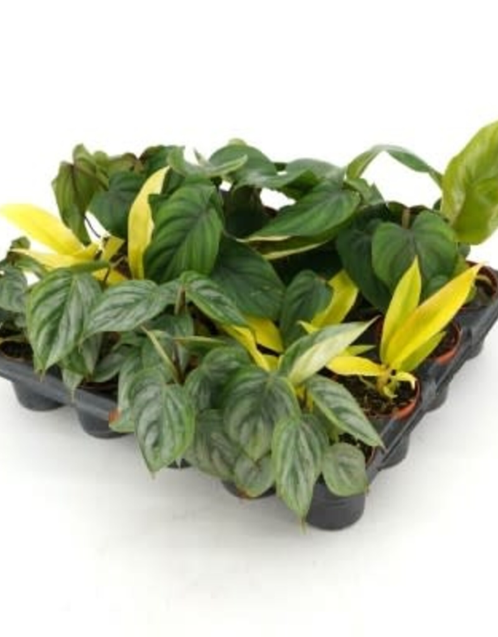 Cascade Tropicals Philodendron assorted -  2in