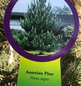 Sester Farms Pinus nigra #7 30-36"   Austrian Pine