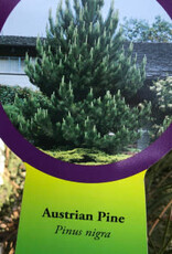 Sester Farms Pinus nigra #5 18-24"   Austrian Pine