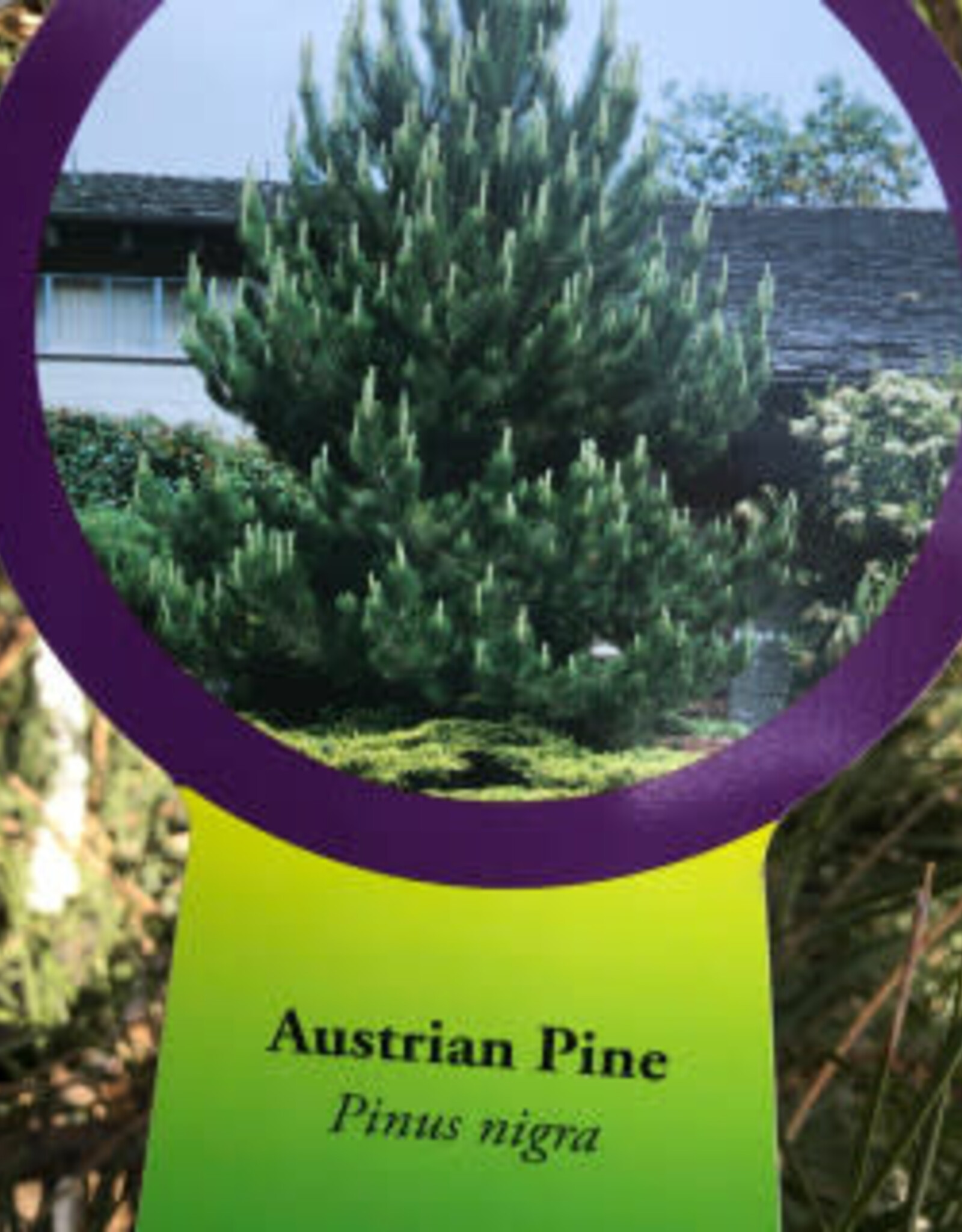 Sester Farms Pinus nigra #5 18-24"   Austrian Pine