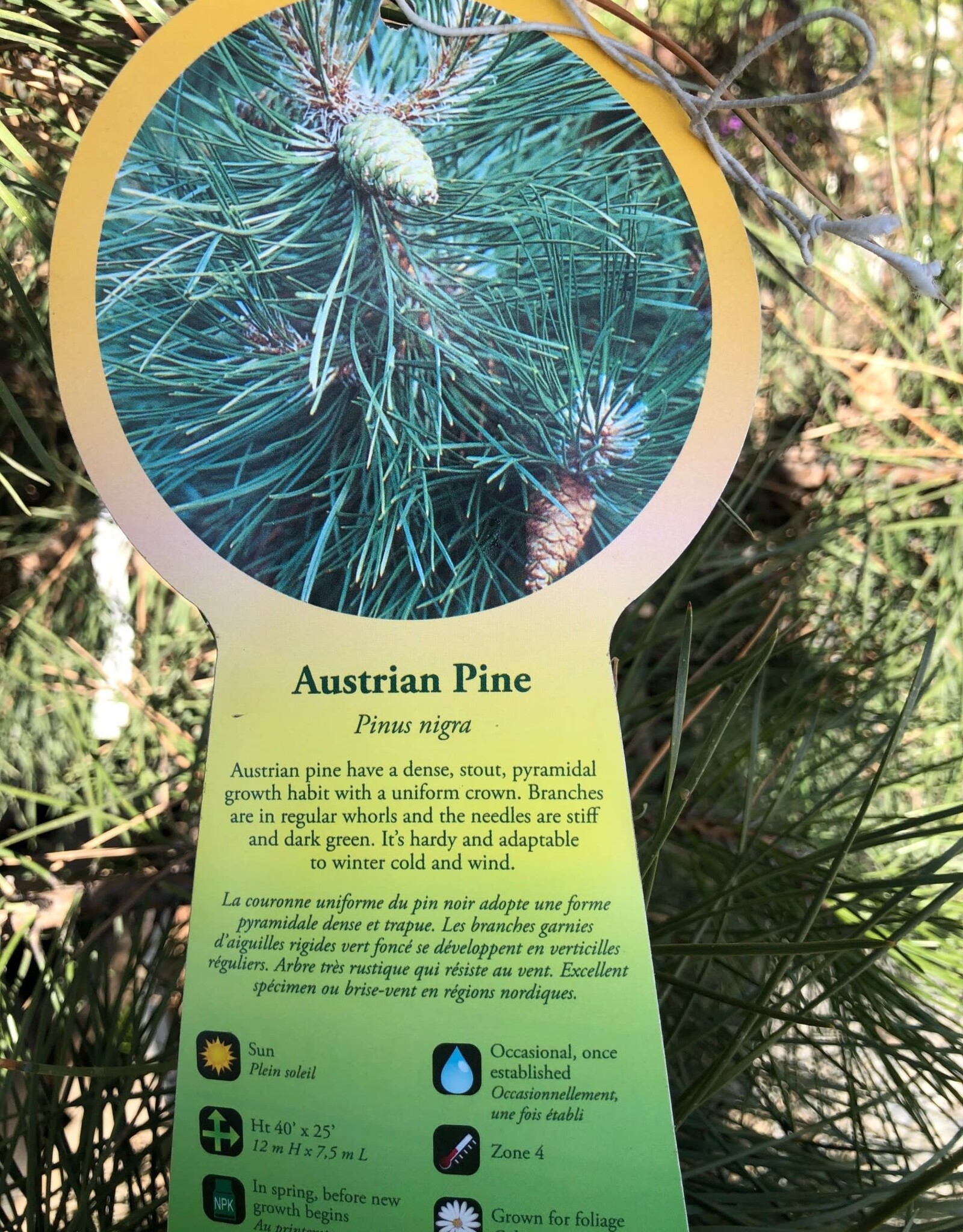 Sester Farms Pinus nigra #5 18-24"   Austrian Pine