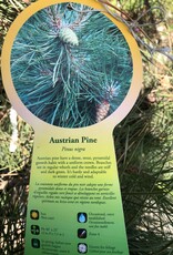 Sester Farms Pinus nigra 'Oregon Green' Austrian Pine B&B 3'-4' in #20.SF