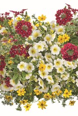 Proven Winners Annual Hanging Basket- Radiant Romance 12 inch-