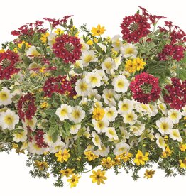 Proven Winners Annual Hanging Basket- Radiant Romance 12 inch- Pre-Book 2024