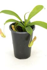 Cascade Tropicals Nepenthes assorted 4in -Pitcher Plant