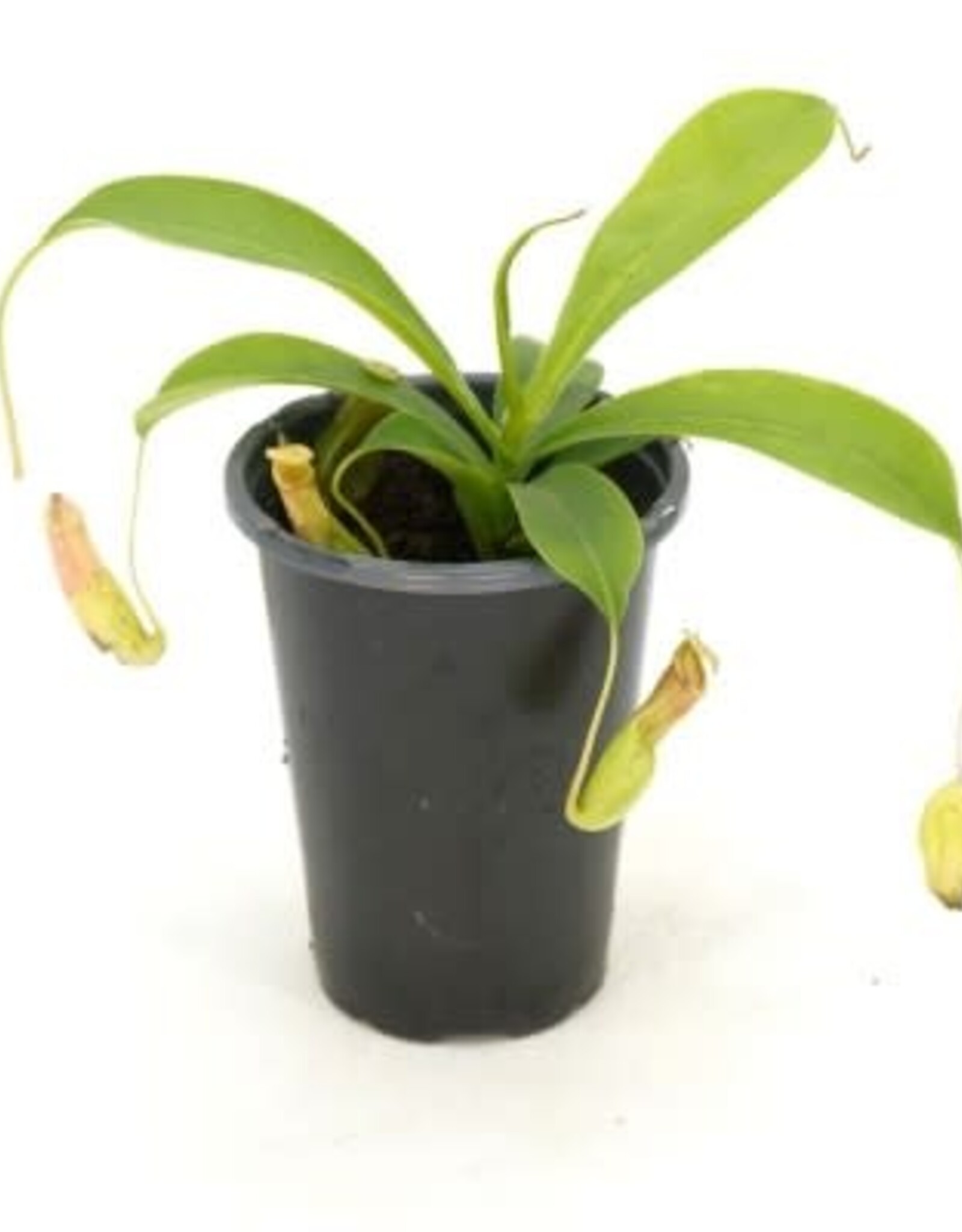 Cascade Tropicals Nepenthes assorted 4in -Pitcher Plant