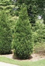 Sester Farms Thuja plicata x standishii - Green Giant Arborvitae #15 5-6ft