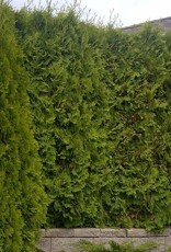 Sester Farms Thuja occidentalis 'Smaragd' Emerald Green Arborvitae #15 5-6ft