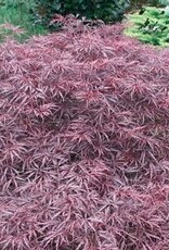 Bron and Sons Acer palm. 'Red Dragon' #5  -Red Dragon Japanese Maple