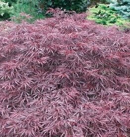Bron and Sons Acer palm. 'Red Dragon' #5  -Red Dragon Japanese Maple