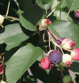 Bron and Sons Amelanchier a. 'Martin' #1 Saskatoon or Service berry