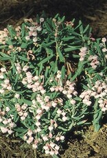 Bron and Sons Andromeda polifolia 'Blue Ice #1  -Blue Ice Bog Rosemary