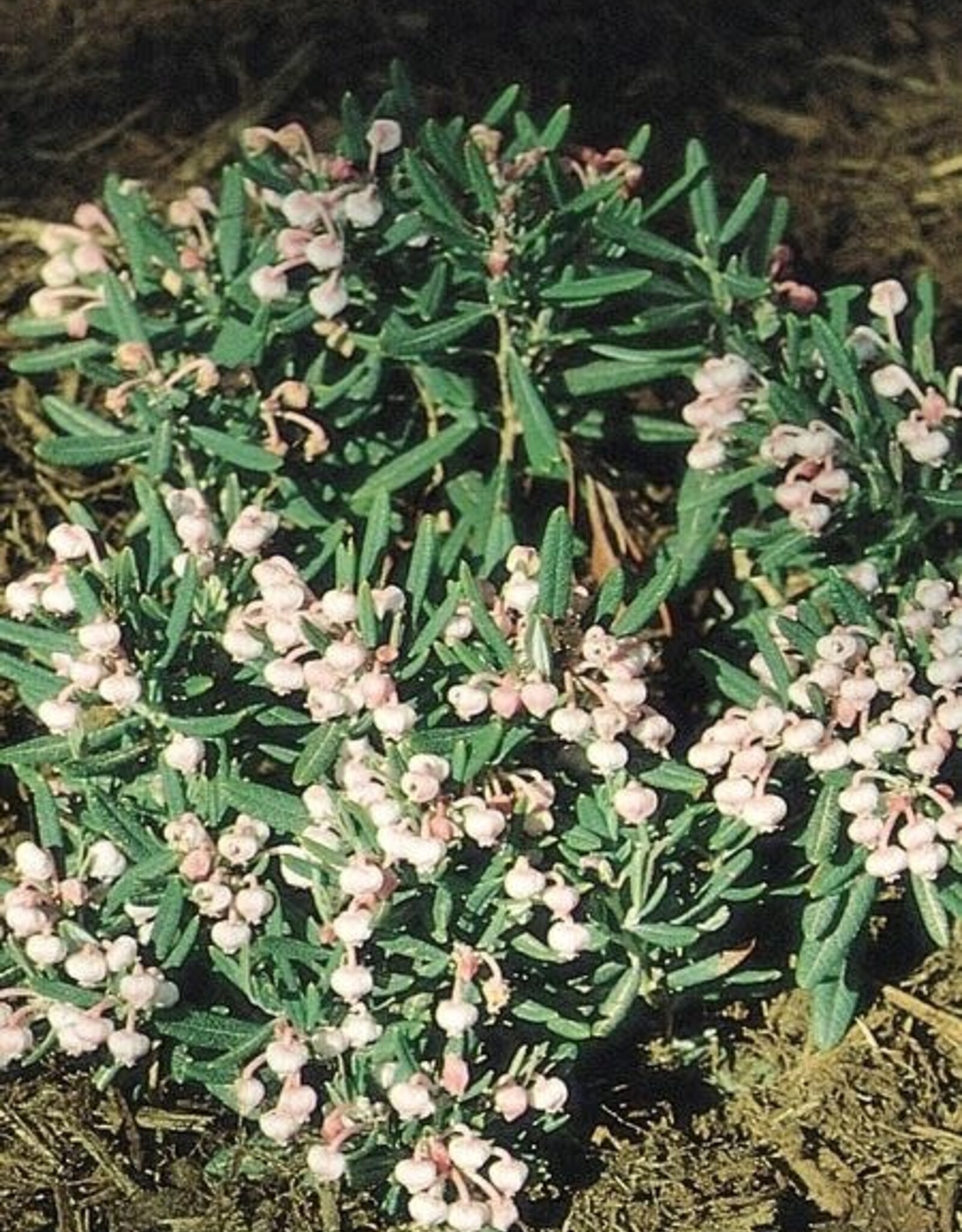 Bron and Sons Andromeda polifolia 'Blue Ice #1  -Blue Ice Bog Rosemary