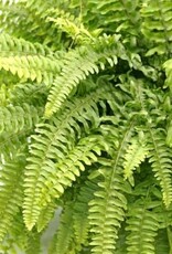 Cascade Tropicals Nephrolepis exaltata - HB Boston Fern 6in
