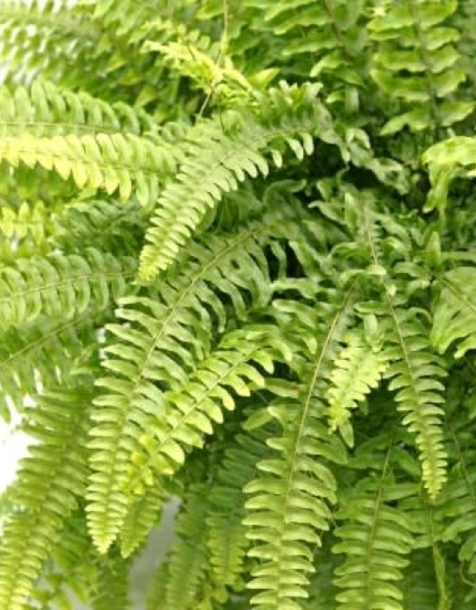 Cascade Tropicals Nephrolepis exaltata - HB Boston Fern 6in