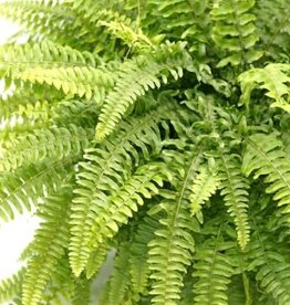 Cascade Tropicals Nephrolepis exaltata - HB Boston Fern 6in
