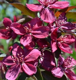 Bron and Sons Malus 'Royalty' #5 CVIG4  -Royalty Flowering Crabapple