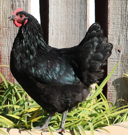 Dunlap Black Australorp P 3-20-26