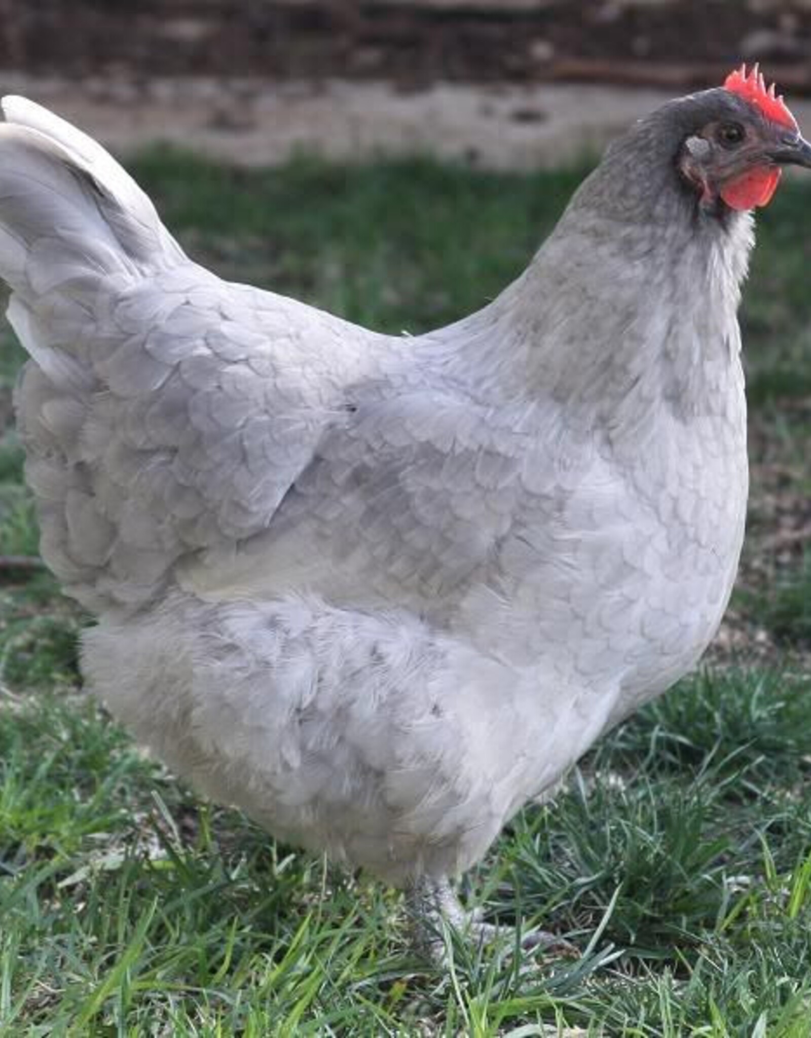 Dunlap Lavender Orpington SR 4-17-26