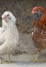 Dunlap Ameraucana Easter Egger P 5-15-26