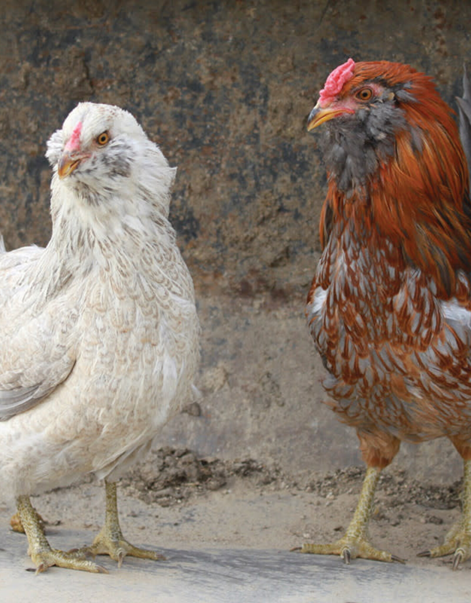 Dunlap Ameraucana Easter Egger P 5-15-26