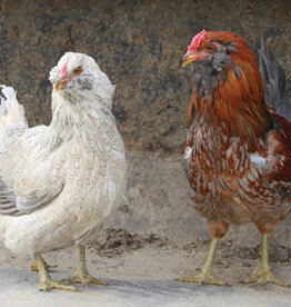 Dunlap Ameraucana Easter Egger P 5-15-26