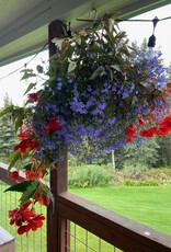 Proven Winners Annual Hanging Basket- WW Shady Side 12 inch